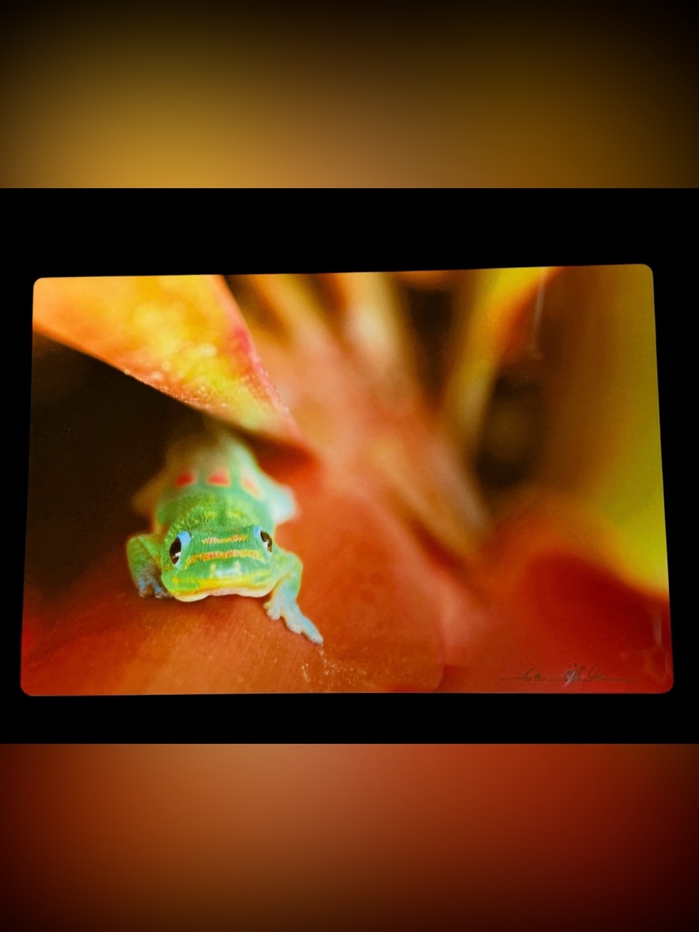 Jason O’Rourke Ka’anapali Gecko Signed Metal Photo Art Hawaii 2012 12x8